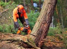 How Our Tree Care Process Works  in Warm Springs, CA